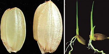 我國科學家發現影響谷類籽粒大小的關鍵基因