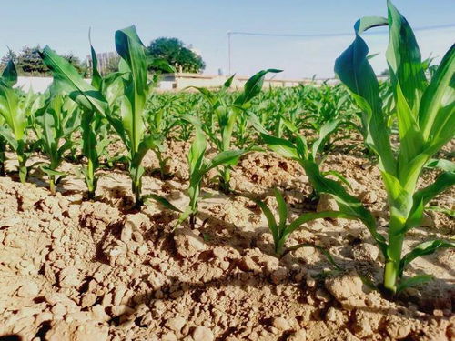 厄爾尼諾影響下的張掖玉米制種與谷物加工產業