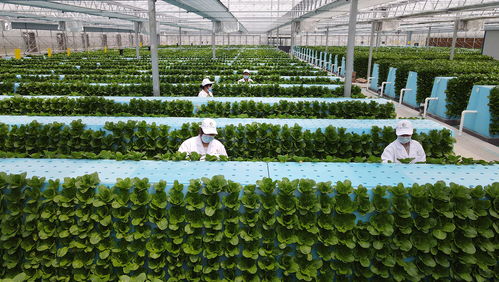 智能植物工廠 從谷物加工到生活變革的未來藍圖