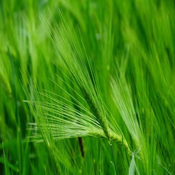 蘭州青稞提取物β-葡聚糖招商 植物提取物與加工谷物產品的健康新機遇