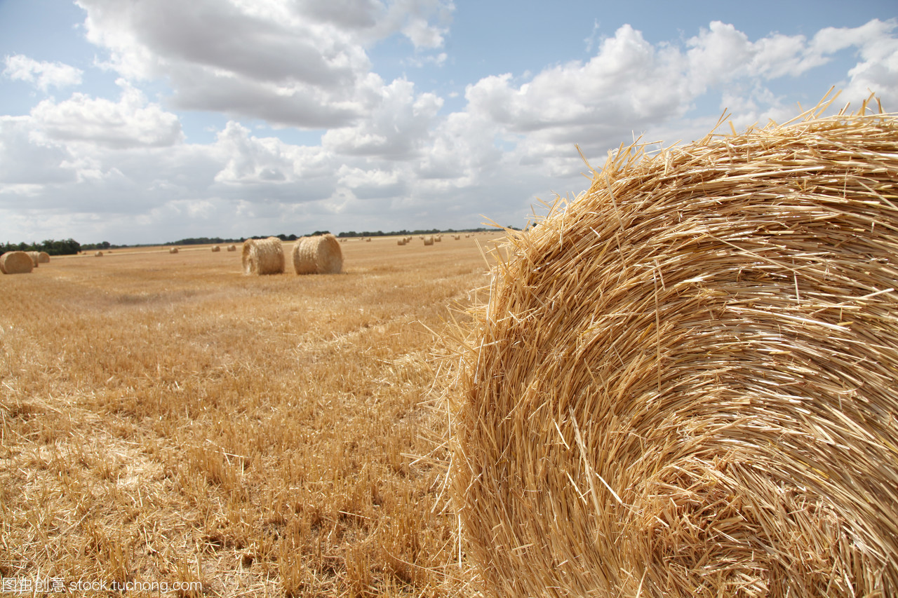 豐收的田野 從谷物到谷類食品的田園之旅